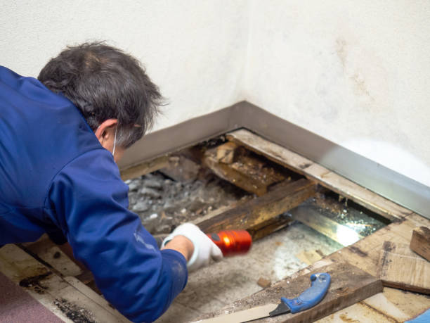 Best Mold Damage Repair  in Celebration, FL