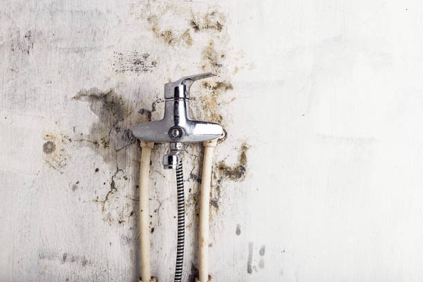 Best Black Mold Removal  in Celebration, FL