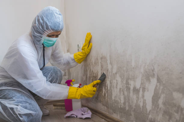 Best Crawl Space Mold Removal  in Celebration, FL