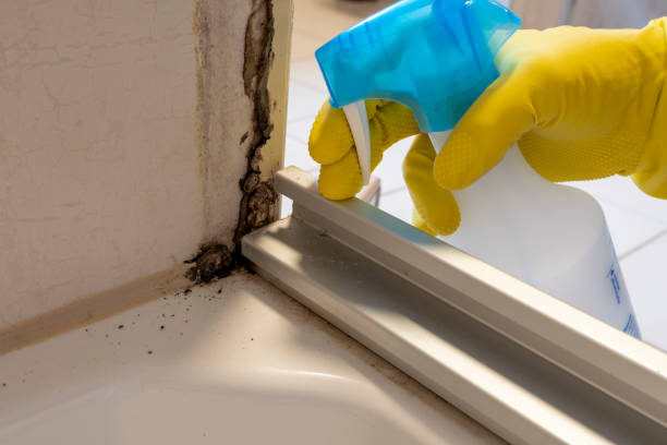 Best Residential Mold Removal  in Celebration, FL