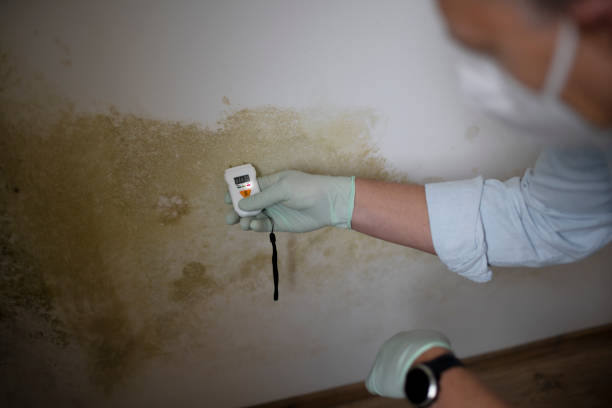 Best Certified Mold Removal  in Celebration, FL