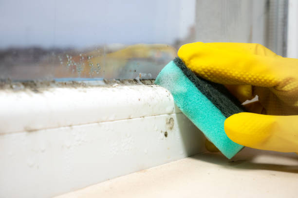 Best Emergency Mold Removal  in Celebration, FL
