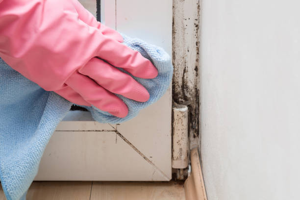 Mold Removal and Inspection in Celebration, FL