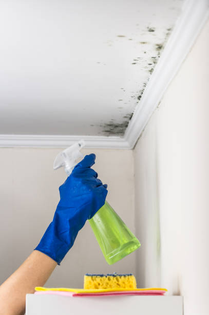 Best Attic Mold Removal  in Celebration, FL