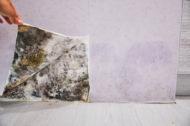 Best Crawl Space Mold Removal  in Celebration, FL
